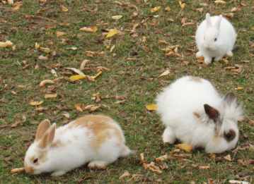 trois lapins