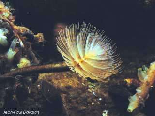 Photographie d'un spirographe en aquarium au marinarium de Concarneau